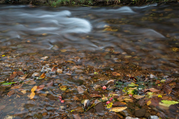 beautiful water stream in the forest