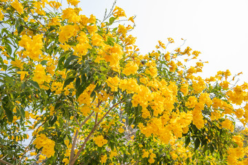 yellow flowers blossom in spring time on sky background