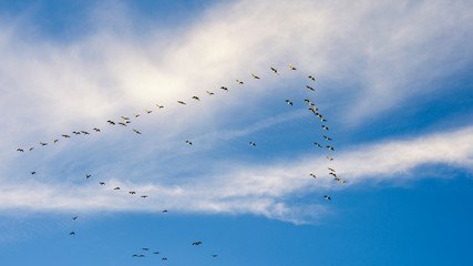 ein Vogelschwarm beim Flug in den Süden am bewölktem Himmel