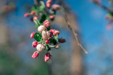 Pink apple tree blossoms and buds on a blurry nature background. Flowering branche of apple tree.