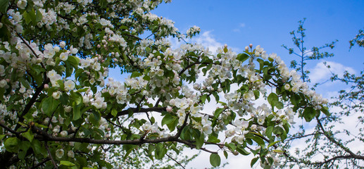 flowering branches of Apple trees in a natural environment. tenderness and light. spring beauty. the Apple tree in its glory. Soft focus