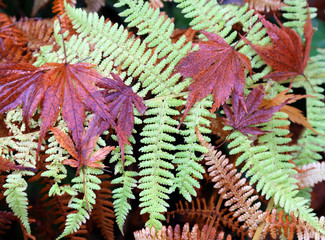 Fallen autumn leaves lying on ferns