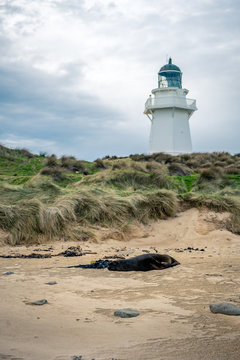 Splendid image of a sea lion lying in front of the Waipapa Point lighthouse taken on a cloudy winter day, New Zealand