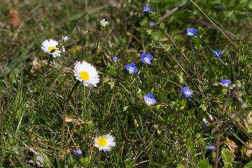 close up selective focus field of spring daisies flowers on green grass meadow background