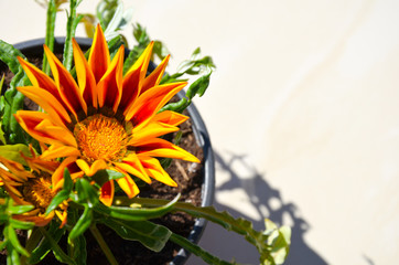 Gazania 