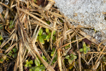 sprout of flower on the snow