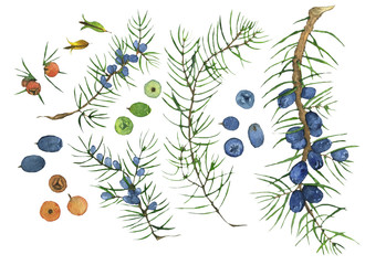 Branches of juniper and blue, red, green berries and flowers isolated on white background. Watercolor hand drawing illustration of evergreen branch of juniper. Perfect for design of gin, medicine. - obrazy, fototapety, plakaty