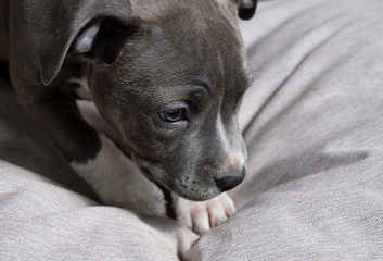 dog american staffordshire terrier puppy