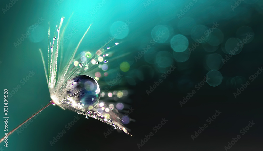 Aufkleber beautiful shiny dew water drop on dandelion seed in nature. close-up macro. sparkling bokeh. dark bl