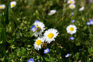  close up white daisy flowers  in the grass of alpine  mountain green spring valley