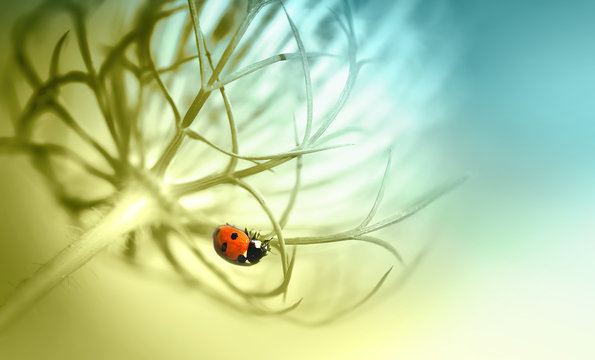 Ladybug on beautiful fluffy unusual flower plant summer spring in nature. Beauty Insect on glowing flower macro, amazing artistic image. Toning in pastel light tones of golden, blue and green.
