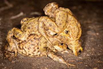 A European Common Toad mating ball of multiple male and a female toad on unpaved road with focus on eyes