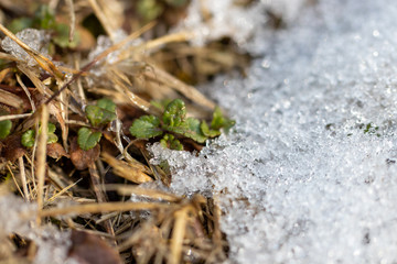 sprout of flower on the snow