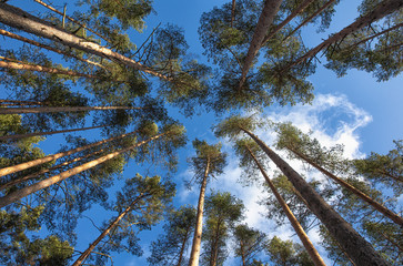 The tops of pines in the blue sky. On the blue sky are green pine trees. Nice view of the sky.