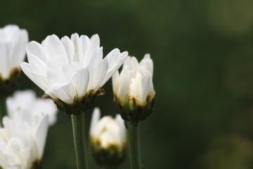 White Chrysanthemum flower. Chrysanthemum sometimes called mums or chrysanths. The dark green...