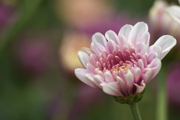 A light pink Chrysanthemum flower. Chrysanthemum sometimes called mums or chrysanths. The blurred background are other flower plant with green, purple, orange and pink.
