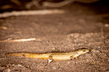 Smooth newt on land in the evening hours