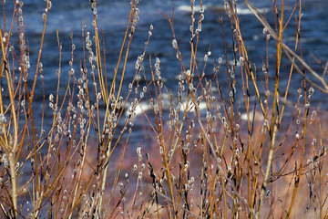 Pussy willow twigs on the background of the river.  Spring came. Willow buds swell