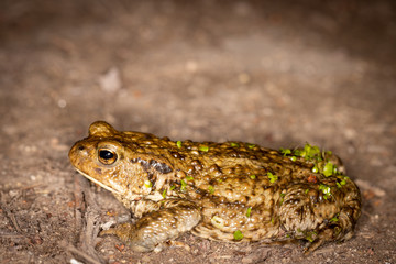 Common European Toad on land with moist plant material from swamp on backside