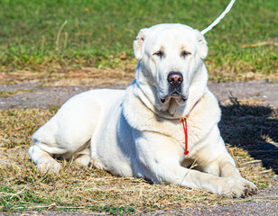 Alabai breed dog. Alabai Dog.  Central asian shepherd dog