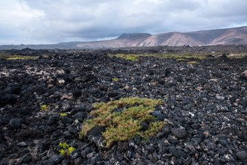 Volcanic Lanzarote landscape. Lanzarote. Canary Islands. Spain