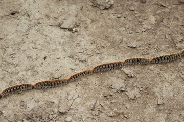 Chenilles processionnaires en marche