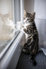Chaton regardant par la fen&ecirc;tre 