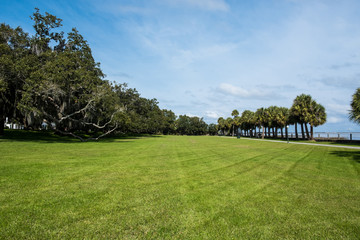 Fototapeta na wymiar Green spring park with fresh grass, trees, palms. Beautiful nature background