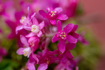 Fototapeta na wymiar close up of the pink flower bougainvillea-genus, bokeh efeect and selective focus.