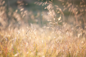 Golden evening on the meadow, rural summer backgrounds
