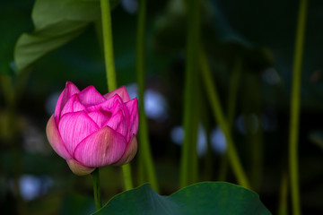 ハスの花