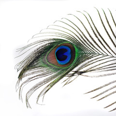 peacock feather close-up on a white background isolated