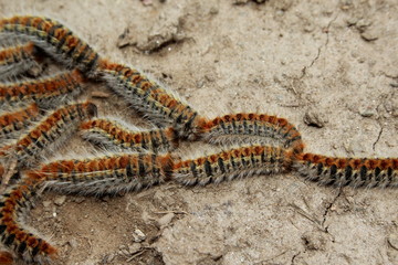 Chenilles processionnaires en marche