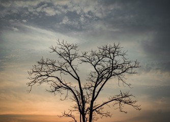 Fototapeta na wymiar Beautiful tree on sky