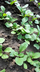 Radish and radish seedlings in greenhouse.