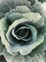 Fototapeta premium A beautiful field of green cabbage. Cabbage growth. 