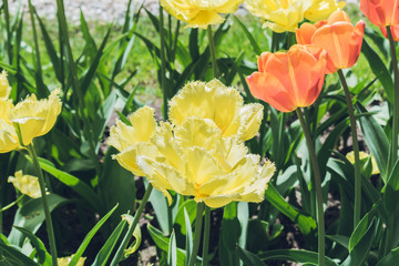 yellow and red-orange tulips. urban lawn in Russia