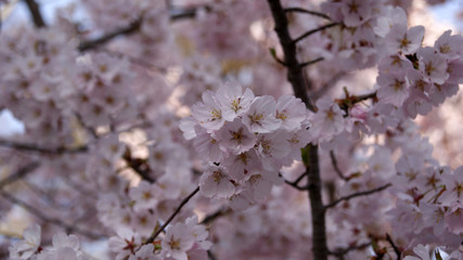 Branches of a flowering tree. Pink double flowers on branches cherry.