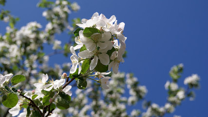 White flowers on apple branches close-up on spring day