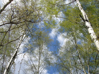 Spring. View from below on the crowns of birch trees with young greenery against the blue sky and fluffy clouds