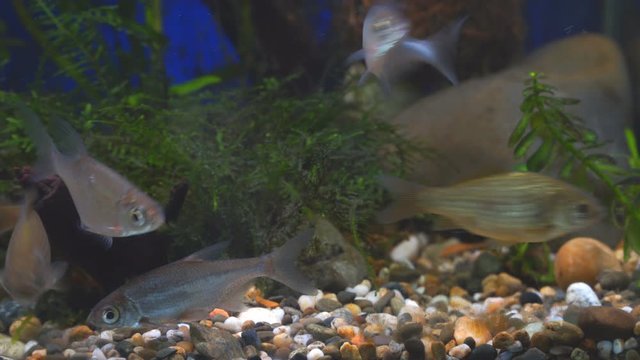 Young bream, and crucian carp swim in the aquarium. Freshwater river fish in an aquarium. Selective focus