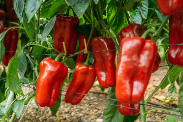 Lamuyo Red pepper cultivation on an ecological and traditional greenhouse. Ecological cultivation in El ejido, Almería.