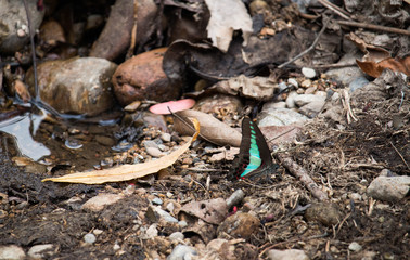 Butterfly puddling on the ground and flying in nature, Thailand Butterflies swarm eats minerals