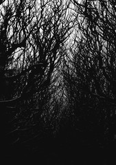 Moody, dark tree branches