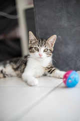 Chaton