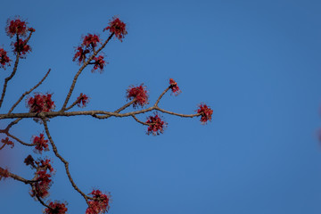 Red Maple, Acer rubrum, spring flowering buds blue background