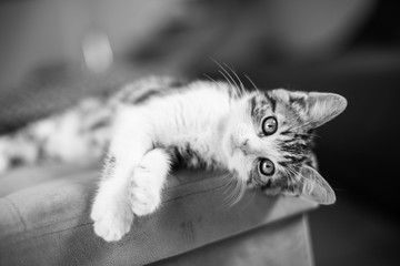 Chaton mignon