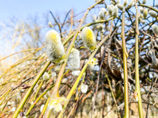 Obraz premium Close-up of willow tree in spring in the park.