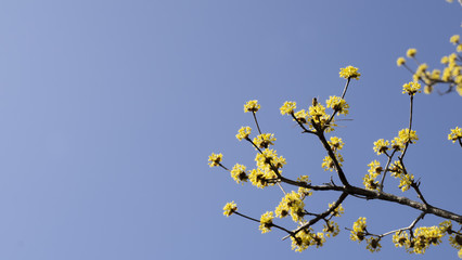 Obraz premium 푸른 하늘아래 예쁘게 핀 산수유꽃