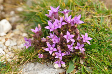  Herbstenzian in den Dolomiten